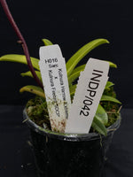 Select Barrita Orchids Sarcochilus INDP/042