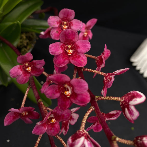 Select Barrita Orchids Sarcochilus INDP/043