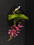 Select Barrita Orchids Sarcochilus INDP/043