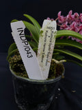Select Barrita Orchids Sarcochilus INDP/043