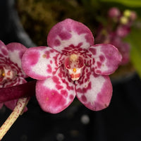 Select Barrita Orchids Sarcochilus INDP/044