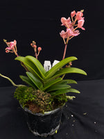 Select Barrita Orchids Sarcochilus INDP/045