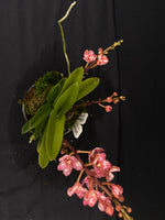 Select Barrita Orchids Sarcochilus INDP/045