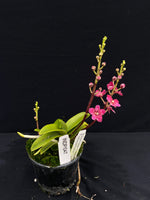 Select Barrita Orchids Sarcochilus INDP/047