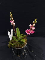 Select Barrita Orchids Sarcochilus INDP/048