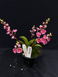 Select Barrita Orchids Sarcochilus INDP/049