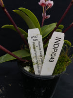 Select Barrita Orchids Sarcochilus INDP/049