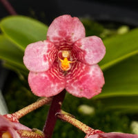 Select Barrita Orchids Sarcochilus INDP/050