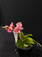 Select Barrita Orchids Sarcochilus INDP/050