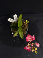 Select Barrita Orchids Sarcochilus INDP/051