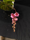 Select Barrita Orchids Sarcochilus INDP/052