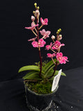 Select Barrita Orchids Sarcochilus INDP/053