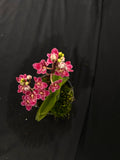 Select Barrita Orchids Sarcochilus INDP/053