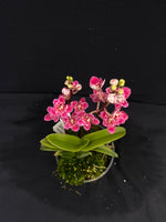 Select Barrita Orchids Sarcochilus INDP/053