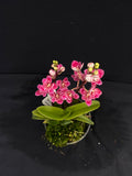 Select Barrita Orchids Sarcochilus INDP/053