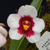 Select Barrita Orchids Sarcochilus INDP/054