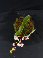 Select Barrita Orchids Sarcochilus INDP/054