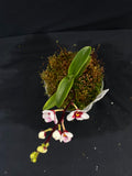 Select Barrita Orchids Sarcochilus INDP/054