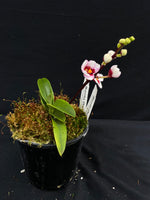 Select Barrita Orchids Sarcochilus INDP/054