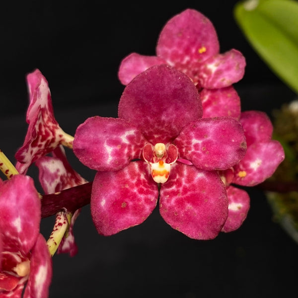 Select Barrita Orchids Sarcochilus INDP/055
