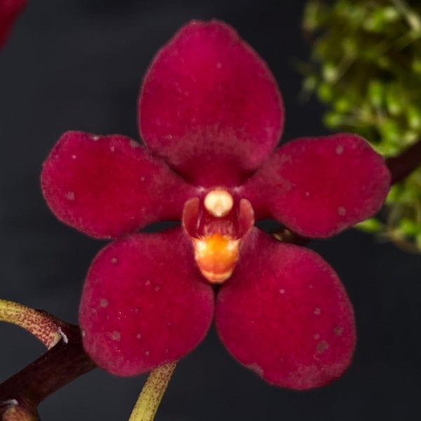 Select Barrita Orchids Sarcochilus INDP/056