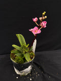 Select Barrita Orchids Sarcochilus INDP/057
