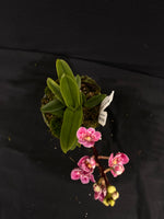 Select Barrita Orchids Sarcochilus INDP/057