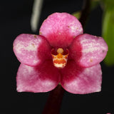 Select Barrita Orchids Sarcochilus INDP/058