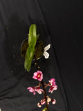 Select Barrita Orchids Sarcochilus INDP/058