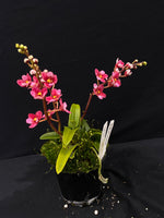 Select Barrita Orchids Sarcochilus INDP/059