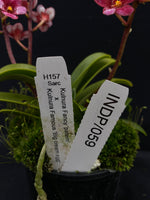 Select Barrita Orchids Sarcochilus INDP/059