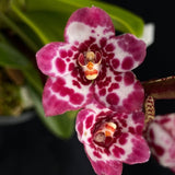 Select Barrita Orchids Sarcochilus INDP/060