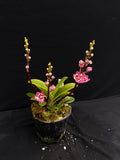 Select Barrita Orchids Sarcochilus INDP/060