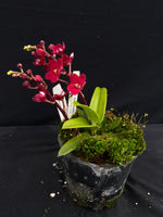 Select Barrita Orchids Sarcochilus INDP/061