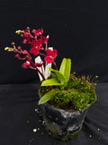 Select Barrita Orchids Sarcochilus INDP/061