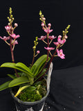 Select Barrita Orchids Sarcochilus INDP/062