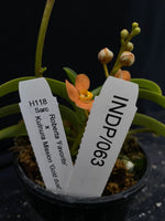 Select Barrita Orchids Sarcochilus INDP/063