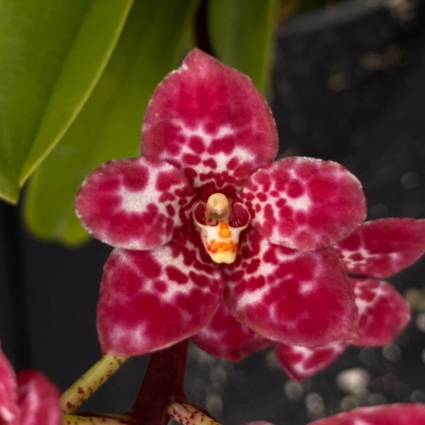 Select Barrita Orchids Sarcochilus INDP/064