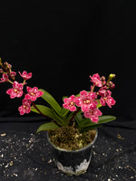 Select Barrita Orchids Sarcochilus INDP/064