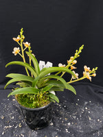 Select Barrita Orchids Sarcochilus INDP/065