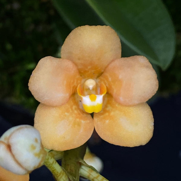Select Barrita Orchids Sarcochilus INDP/067