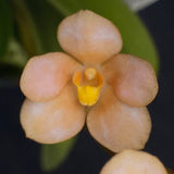 Select Barrita Orchids Sarcochilus INDP/068
