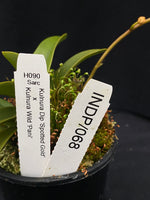 Select Barrita Orchids Sarcochilus INDP/068