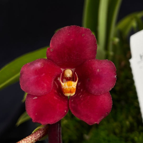 Select Barrita Orchids Sarcochilus INDP/069