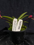 Select Barrita Orchids Sarcochilus INDP/069