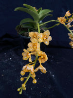 Select Barrita Orchids Sarcochilus INDP/070
