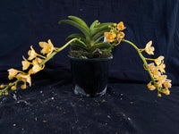 Select Barrita Orchids Sarcochilus INDP/070