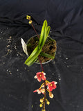 Select Barrita Orchids Sarcochilus INDP/071