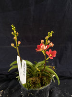 Select Barrita Orchids Sarcochilus INDP/072