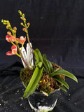 Select Barrita Orchids Sarcochilus INDP/072